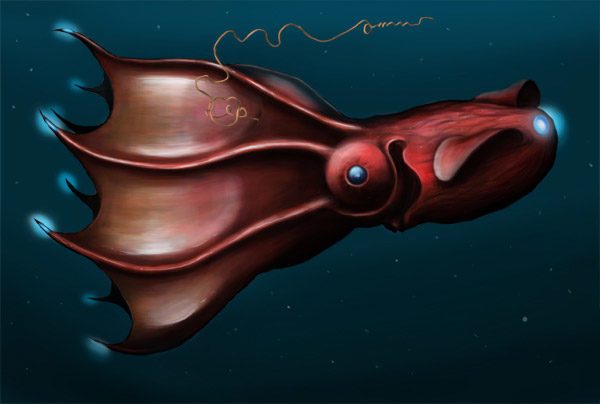 رسم توضيحي لسمكة الحبار مصاص الدماء