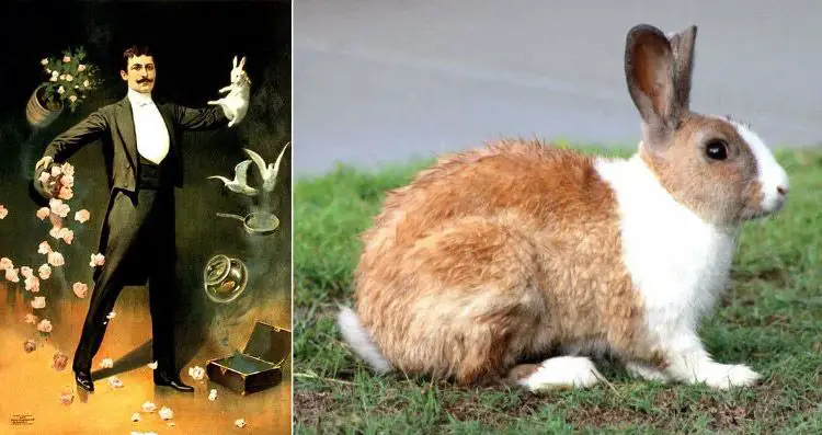امتلاك الأرانب في (كوينزلاند) بأستراليا على شكل حيوانات أليفة هو أمر ممنوع جدا.