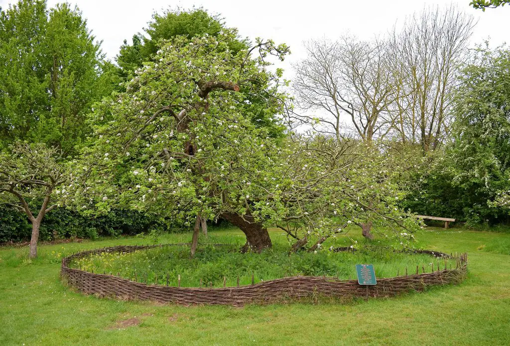 الشجرة الشهيرة التي يقال بأن التفاحة سقطت منها على رأس (نيوتن)، وهي موجودة في مزرعة (وولسثروب) في (لينكولنشاير) في إنجلترا.