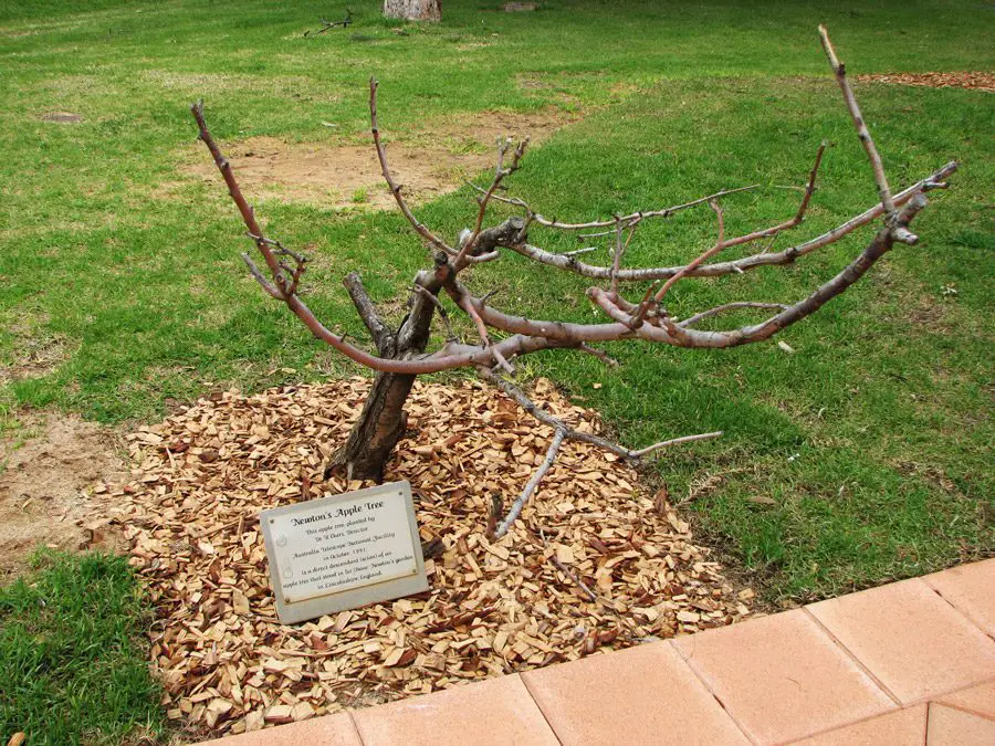 سليلة لشجرة تفاح (نيوتن) موجودة في (غووبانغ) في (نيوساوث ويلز) في أستراليا