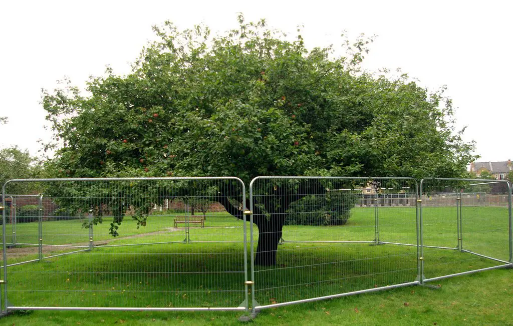 سليلة لشجرة تفاح (نيوتن) في (تيدينغتون) Teddington في لندن