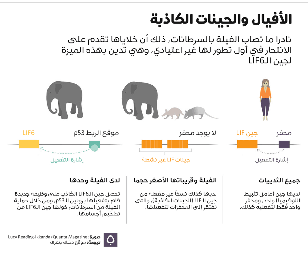 رسم توضيحي لتطور جين الـLIF6 لدى الفيلة وحدها.