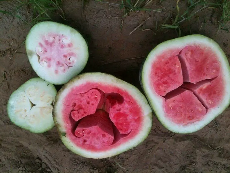 ظاهرة اللّب الأجوف في البطيخ الأحمر