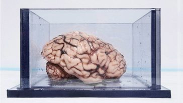 دماغ بشري في صندوق زجاجي
