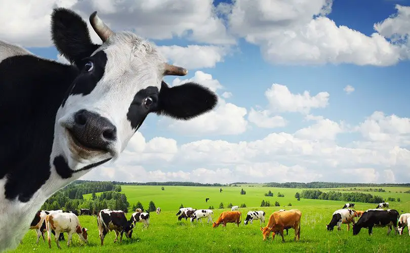 ضريبة الأبقار