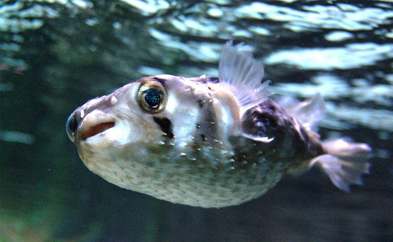 سمكة Porcupinefish