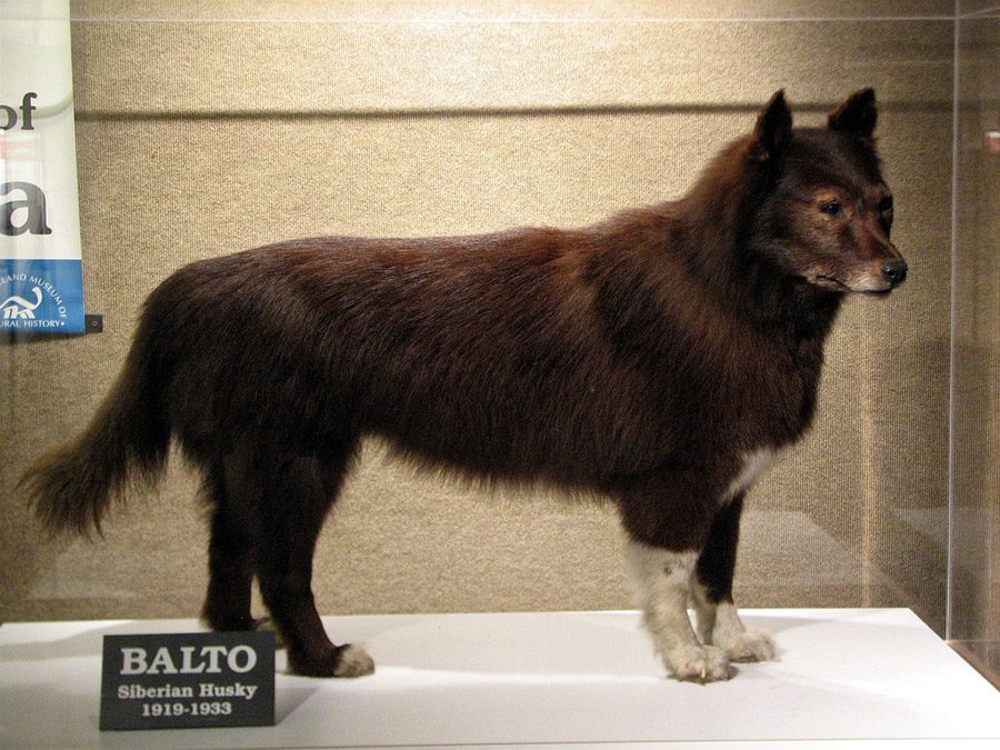 جثة الكلب (بالتو) المحفوظة في متحف التاريخ الطبيعي.
