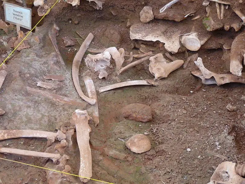 عظام جواميس بوفالو قديمة استخرجت من جرف البوفالو في (فور)، في مقاطعة (كروك) بولاية (وايومينغ).