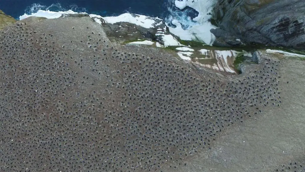 اكتشاف مستعمرة بطاريق في القارة القطبية الجنوبية ذات أعداد هائلة.