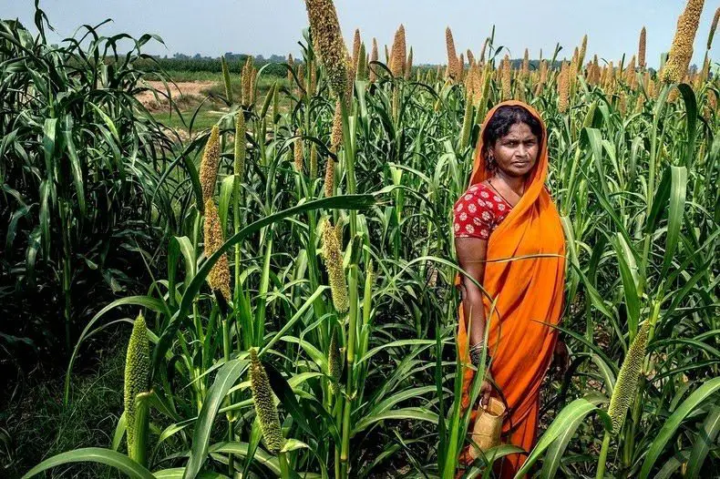 امرأة هندية في الحقول