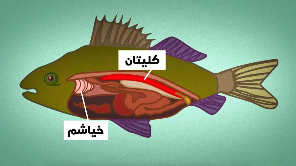 رسم توضيحي للأعضاء الحيوية التي تعمل على تصفية المياه من الملح لدى الأسماك التي تعيش في المياه المالحة