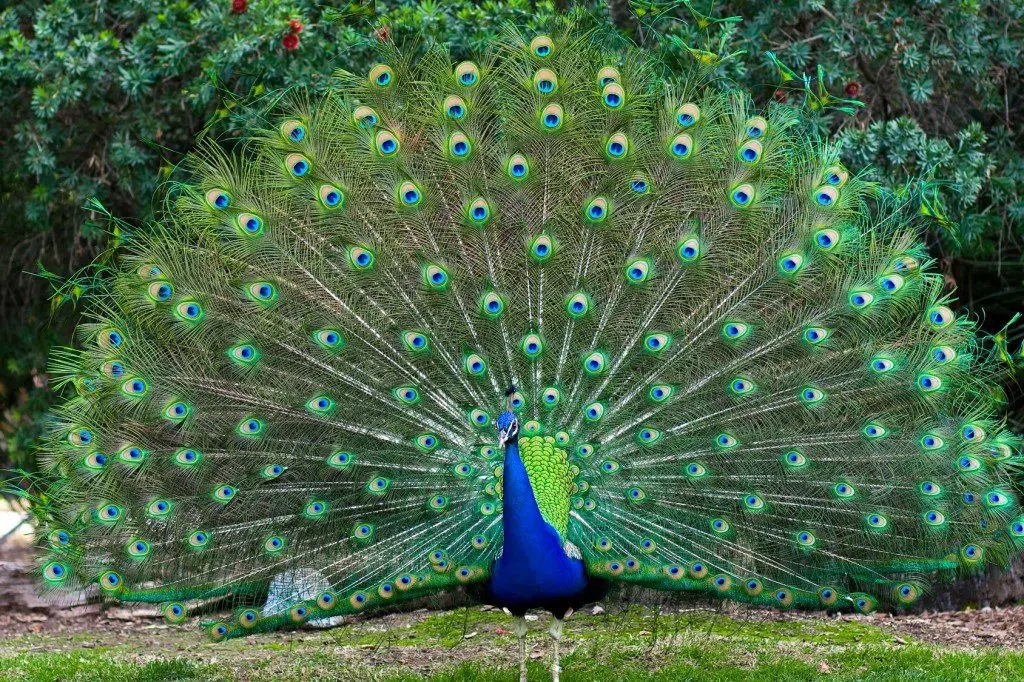 طائر طاووس