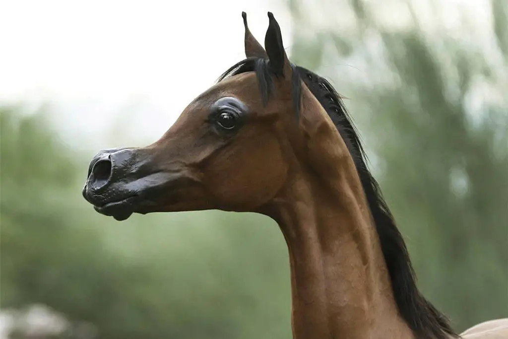 الحصان El Rey Magnum