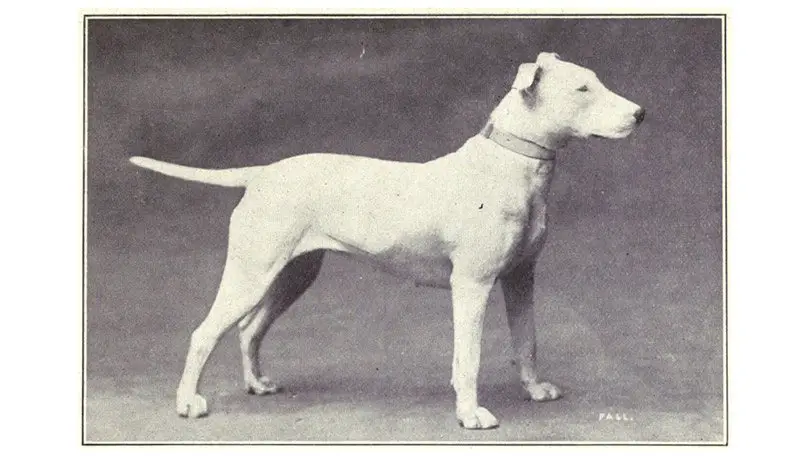 كلب الـ(بول تيريي) Bull Terrier في 1915