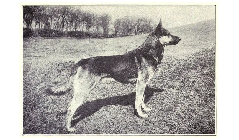 كلب الراعي الألماني Germain Shepherd في 1915