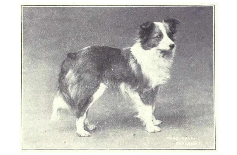 كلب الـ(شيتلاند شيبدوغ) Shetland Sheepdog في 1915