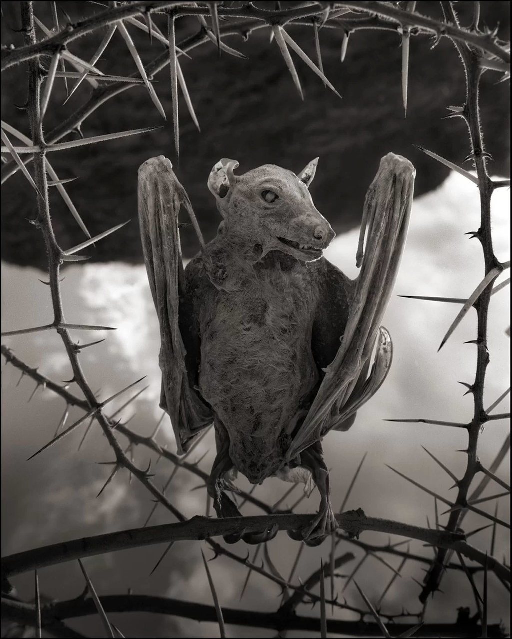 خفاش نافق في بحيرة (ناترون)