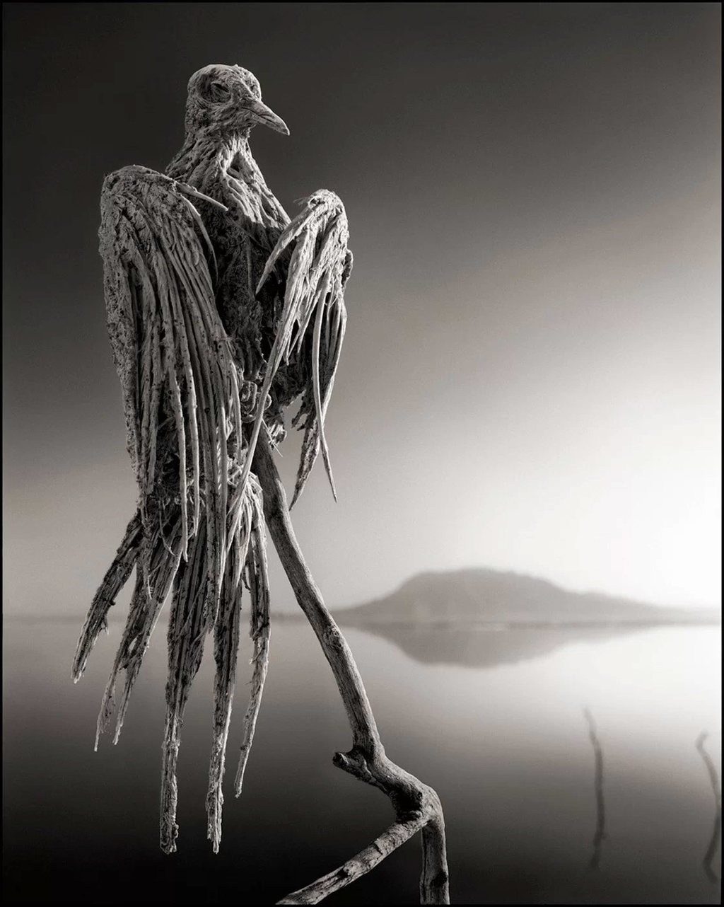 طائر نحام (فلامينغو) نافق في بحيرة (ناترون)