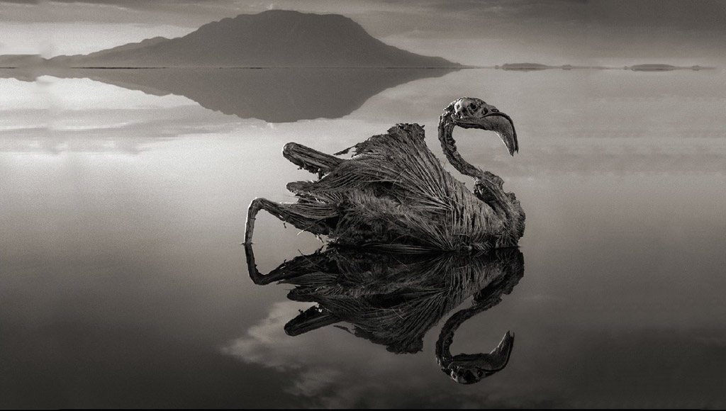 طائر نحام نافق في بحيرة ناترون
