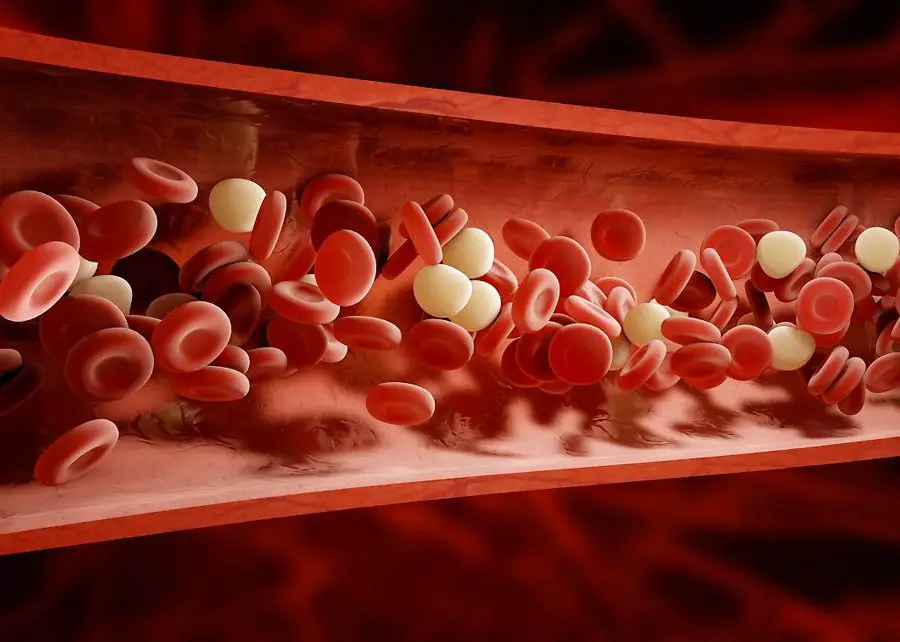 الأوعية الدموية