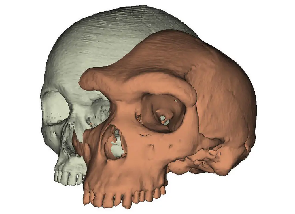 جمجمة إنسان حديث مقارنة مع جمجمة (هومينين) قديمة، بإمكانك ملاحظة بروز عظم القوس الحاجبية على مستوى جمجمة الـ(هومينين).