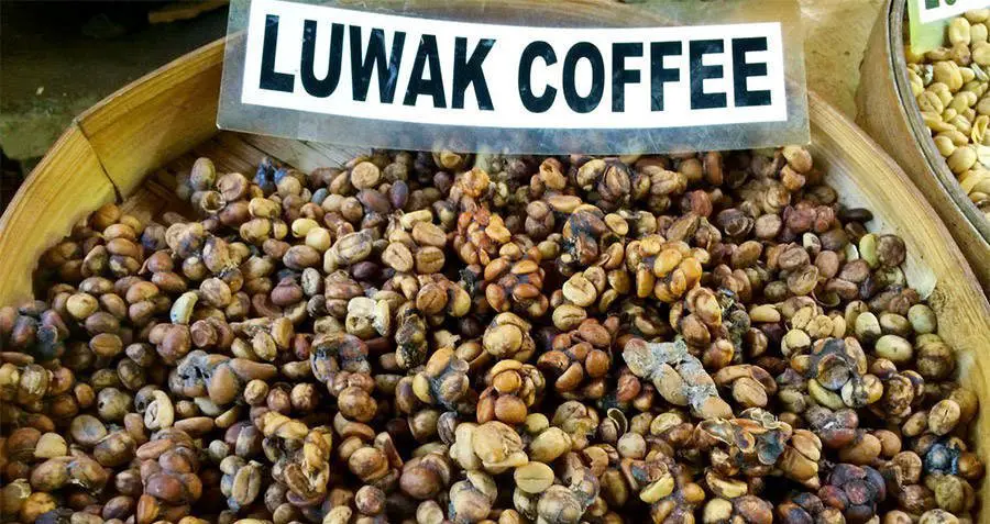 حبوب بن قهوة (كوبي لواك) مستخرجة من فضلات "سنّور الزباد الآسيوي" أو (السيفيت).