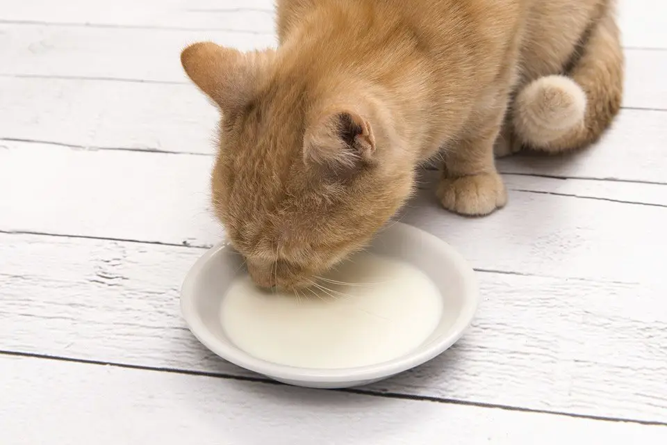 قطة تشرب الحليب
