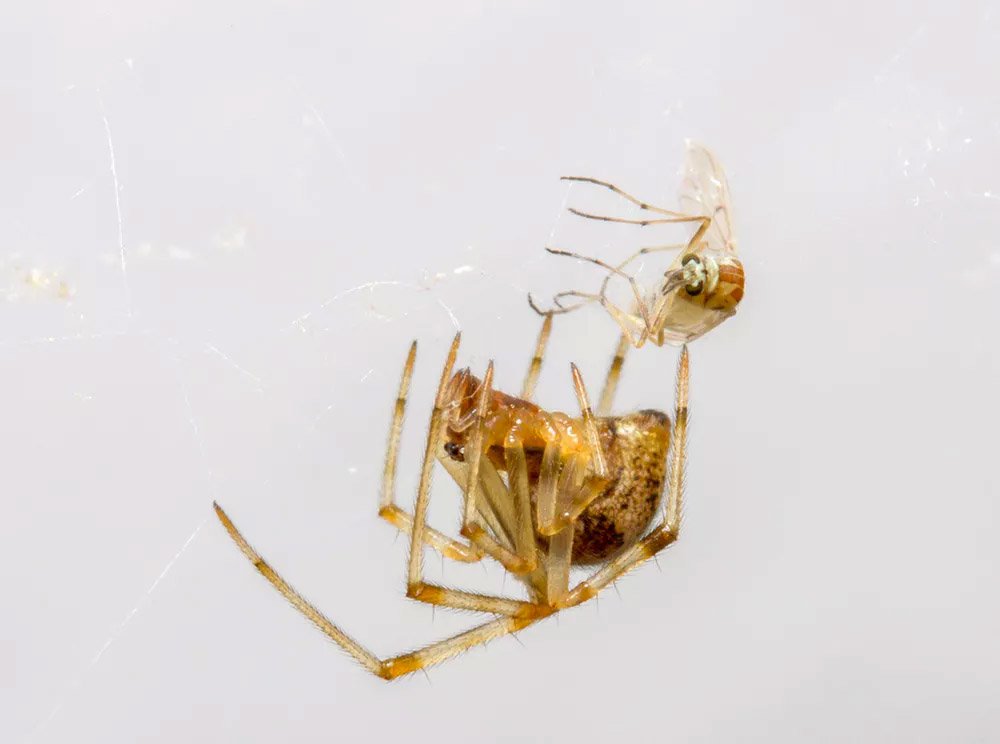 عنكبوت من فصيلة الشحاذيات -العناكب التي تنسج الشباك ثلاثية الأبعاد- يتخلص من إحدى الفرائس التي وجدت نفسها عالقة في شباكه.