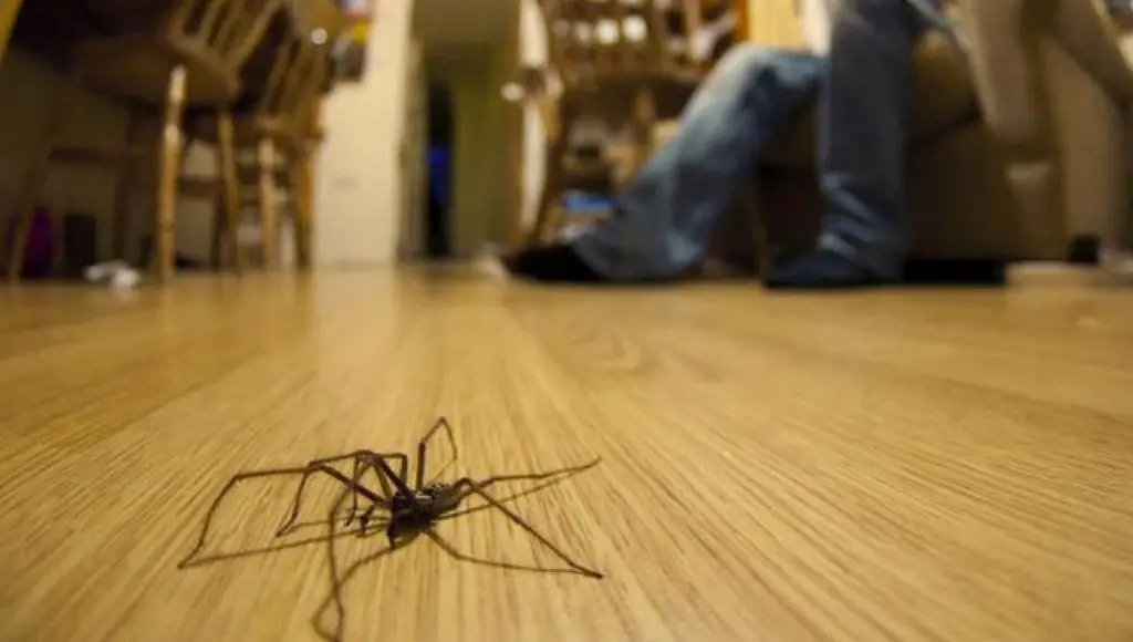 عنكبوت في المنزل