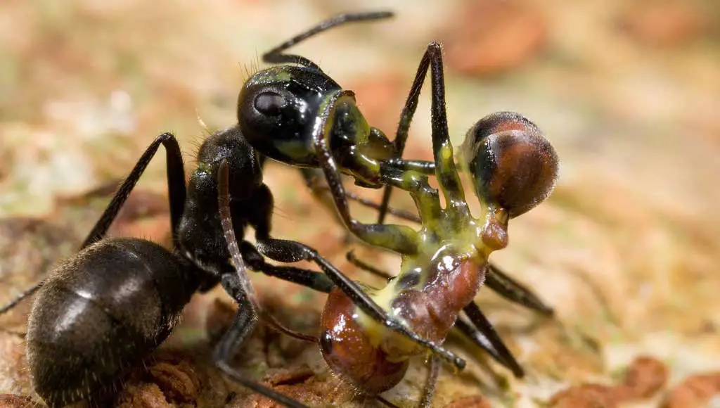 اثنتان من النمل يلقيان حتفهما عندما تُمزّق واحدة منهما جسدها بالكامل وتُغرق الأخرى بسائل أصفر لزج