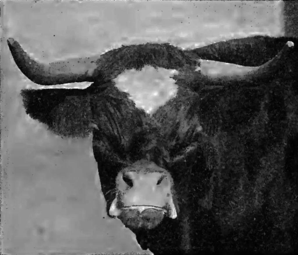 التقطت هذه الصورة لبقرة Niata عام 1890، وظهرت في دراسة نشرت عام 1915 في صحيفة "جمعية علم الحيوان" في لندن.