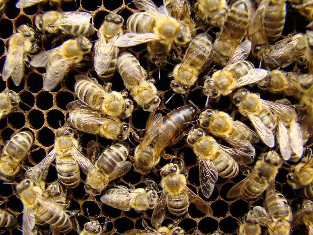 مجموعة من النحل في خليته