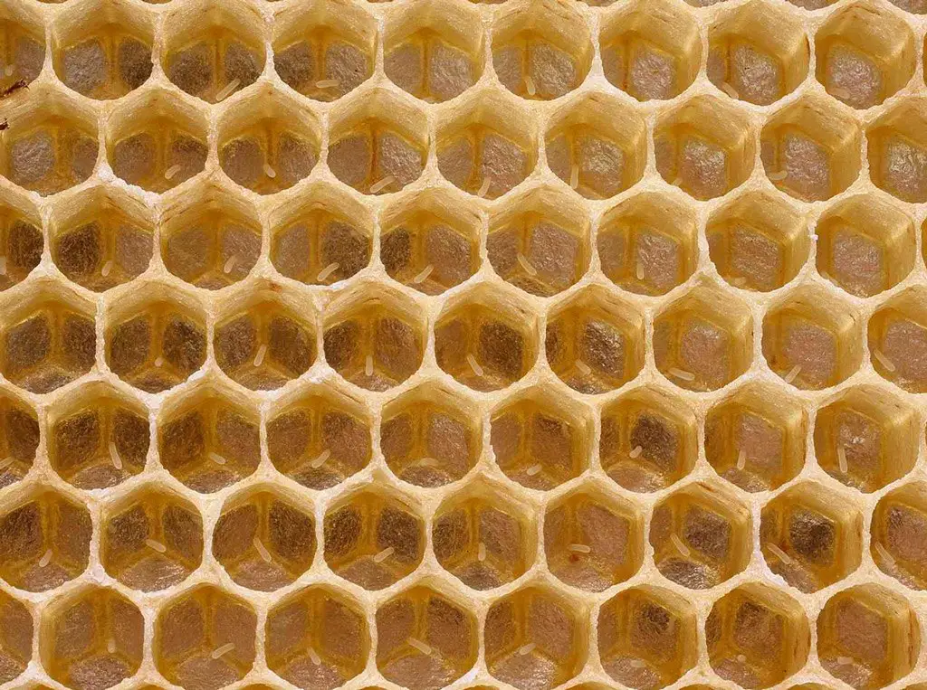 خلية النحل