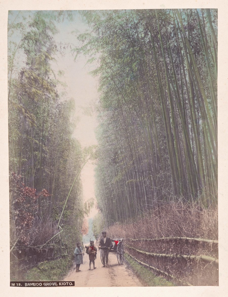 أبراج من الخيزران السميك في بستان علت فوق رؤوس مجموعة من المسافرين.كيوتو. حوالي 1880-1890.