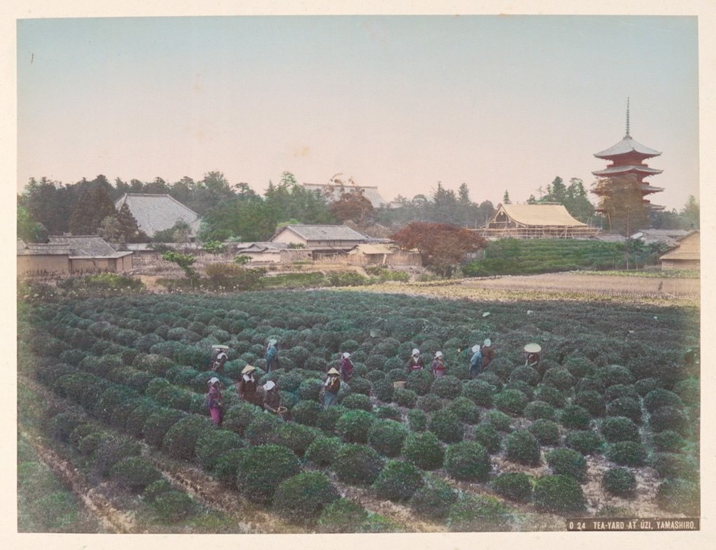 فلاحون يعملون على حصاد الشاي بينما يلوح خلفهم معبد (يوزي) في الأفق، حوالي سنة 1890