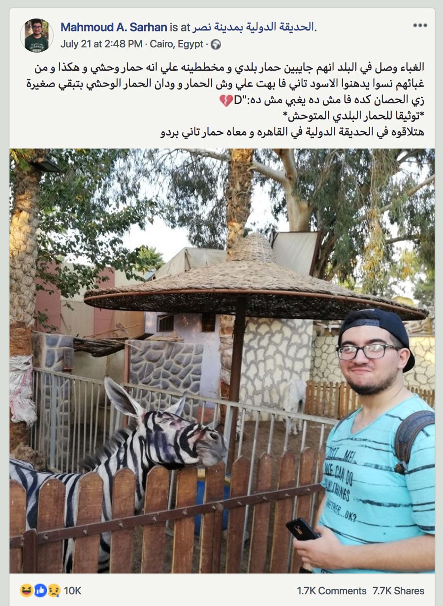 حديقة حيوانات في مصر تقوم بطلاء حمار بخطوط بيضاء وسوداء لكي يبدو مثل حمار وحشي
