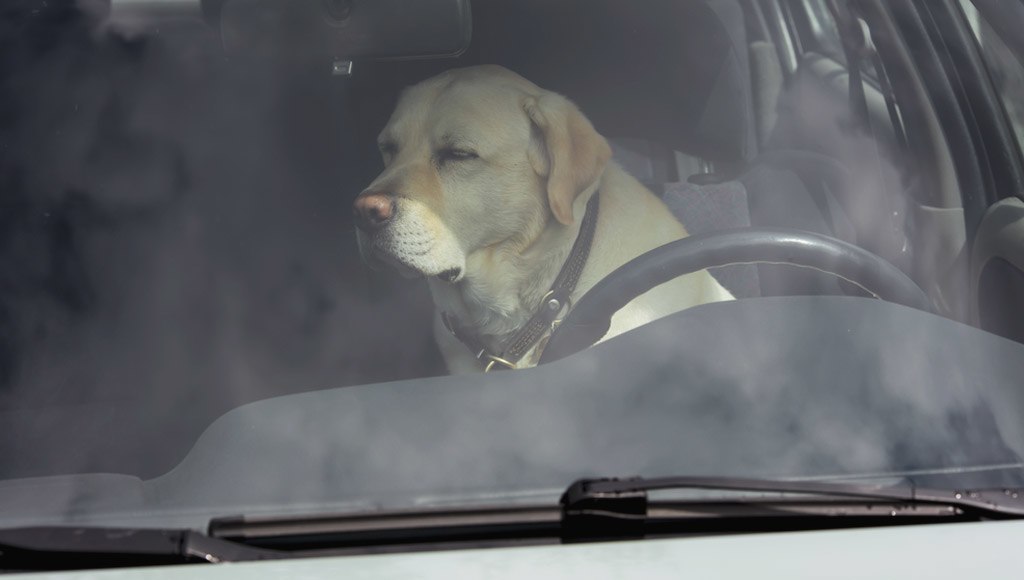 كلب داخل سيارة