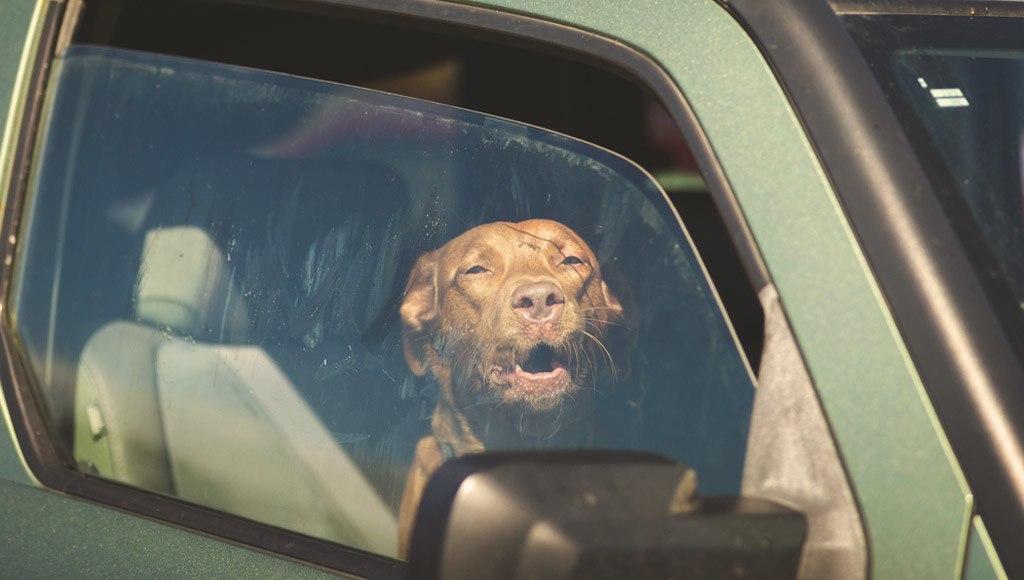 الحرارة مرتفعة خارجا؛ لا تترك حيوانك الأليف في السيارة