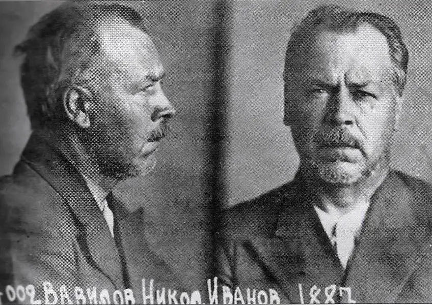 صورة (نيكولاي فافيلوف) عندما كان سجيناً: بالإمكان رؤية العديد من الندوب العميقة على وجهه مما يوحي على أنه كان يتعرض للضرب والتعذيب في السجن.