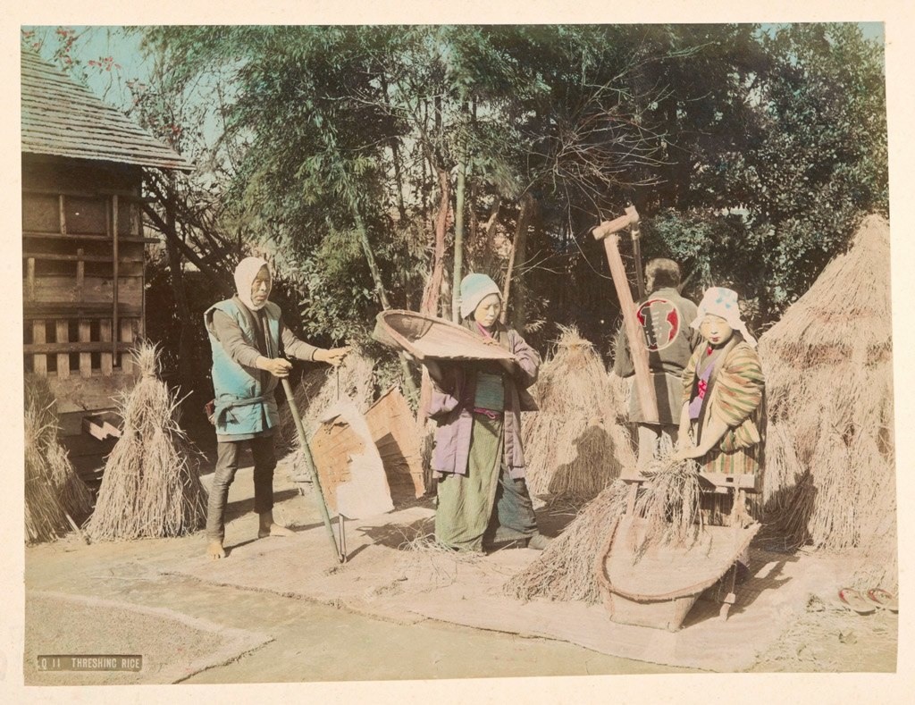 فلاحون يعملون على جني محصول الأرز حوالي سنة 1890
