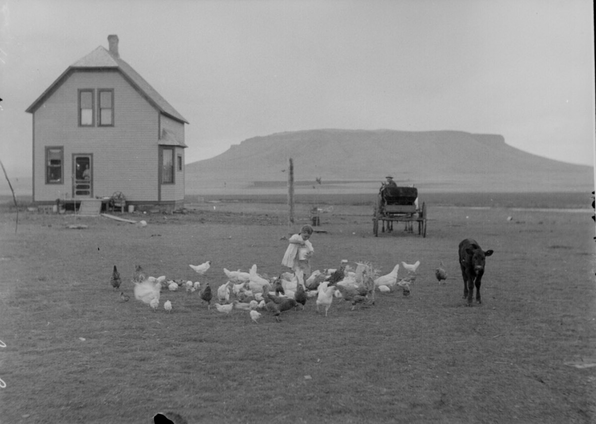 فتاة صغيرة تقوم بإطعام الدجاج بمحاذاة نهر (سون) في (مونتانا) سنة 1910.