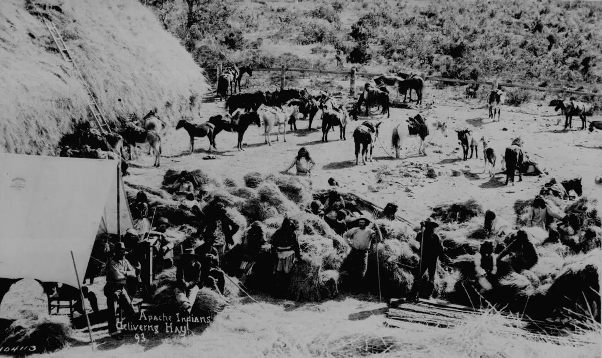 أفراد من قبيلة الآباتشي يوصلون التبن إلى بعض المستوطنين الأمريكيين في (حصن الأباتشي) في (أريزونا) سنة 1893.