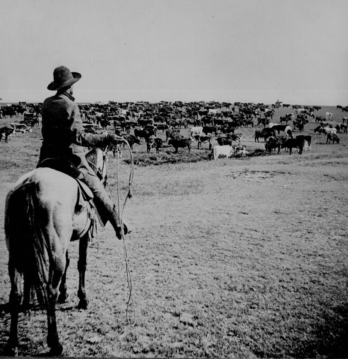 رعاة بقر حقيقيين يقومون برعي البقر بالطبع، هنا يقوم أحدهم بتحضير سوطه بينما يركز بناظريه على قطيعه في منطقة (جينيسي) في (كانساس) سنة 1902.