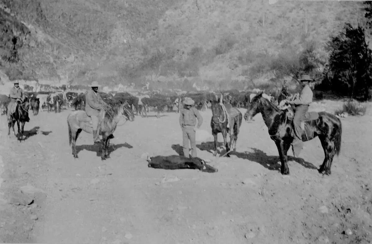 رعاة بقر يقومون بوسم عجل في ولاية (أريزونا) حوالي سنة 1896.
