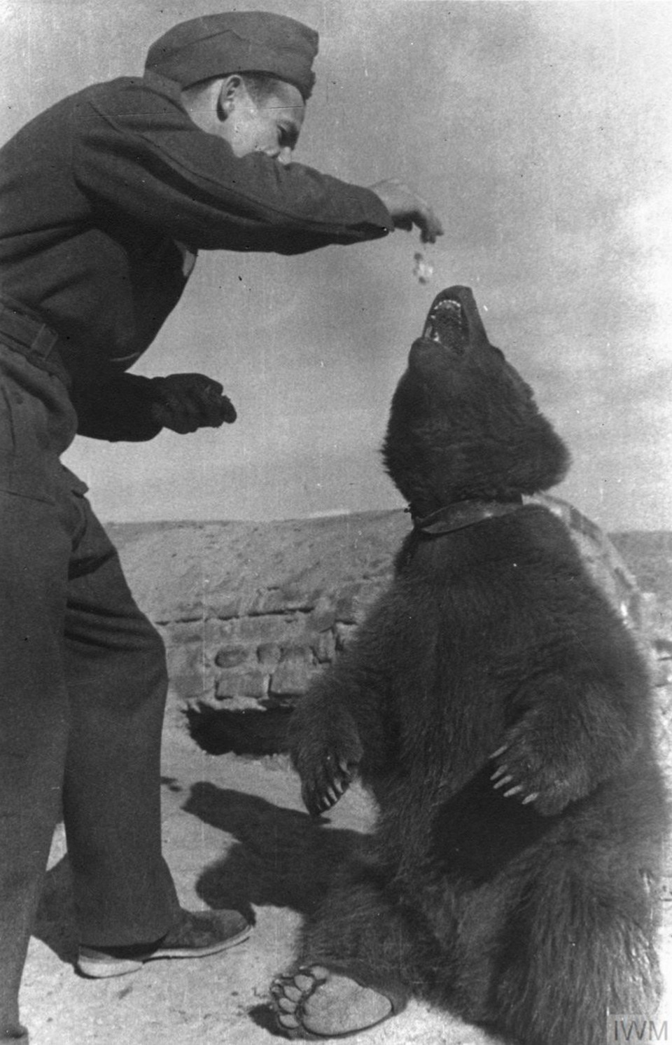 دخلك بتعرف قصة (فويتك)، الدب السوري الذي حارب النازيين