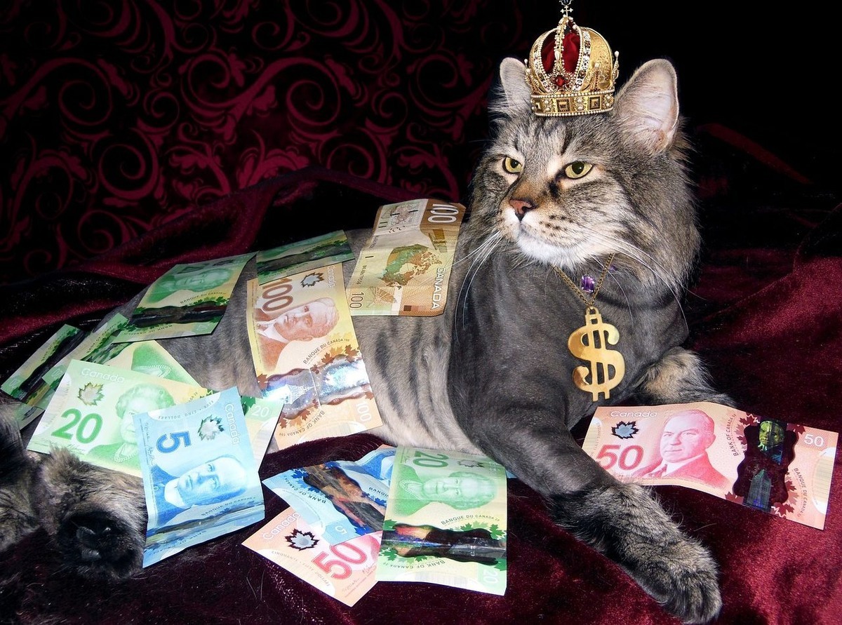قطة تسبح في المال