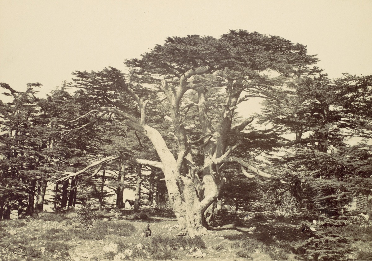 أكبر أشجار الأرز، في جبل لبنان، سنة 1857.