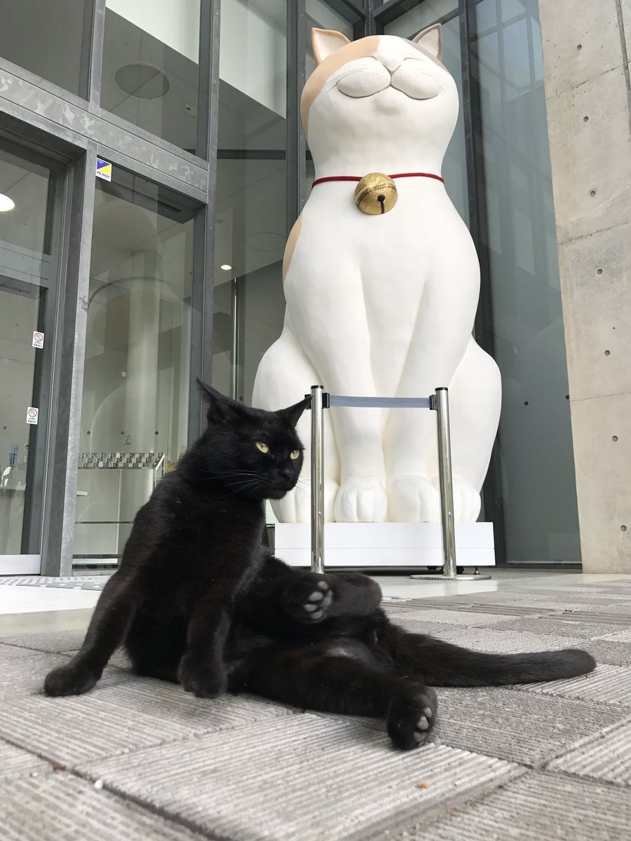 قطتان تقضيان مدة عامين في محاولة الدخول إلى متحف الفن الياباني
