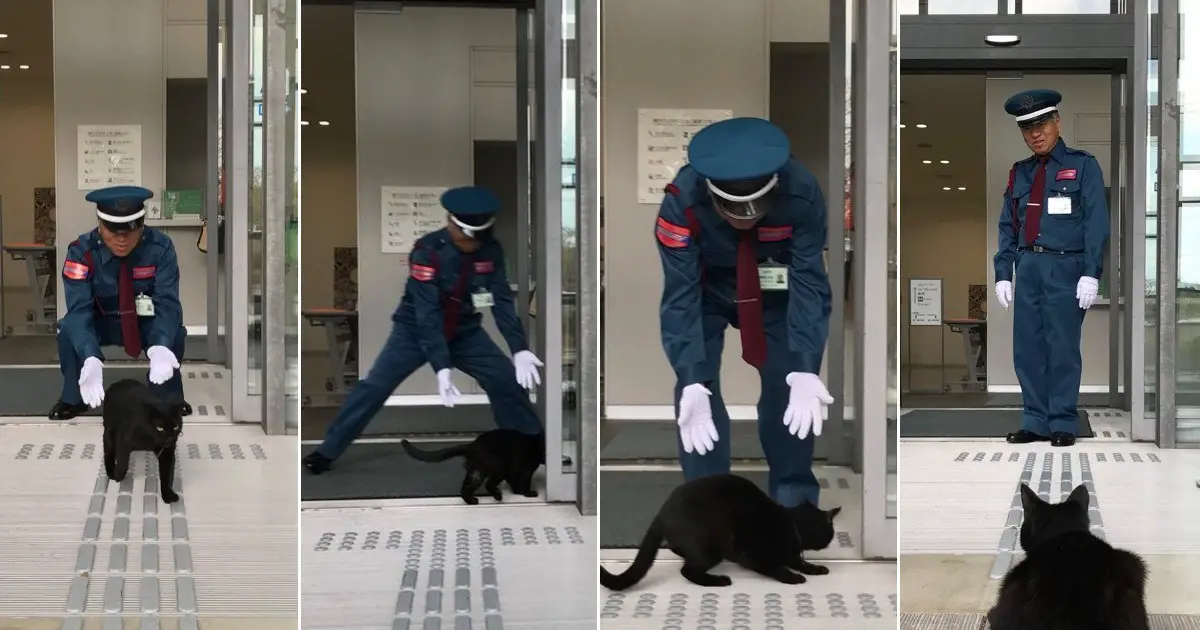 قطتان تقضيان مدة عامين في محاولة الدخول إلى متحف الفن الياباني