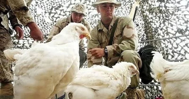 جنود أمريكيون مع ”دجاجات“ رصد المواد الكيميائية